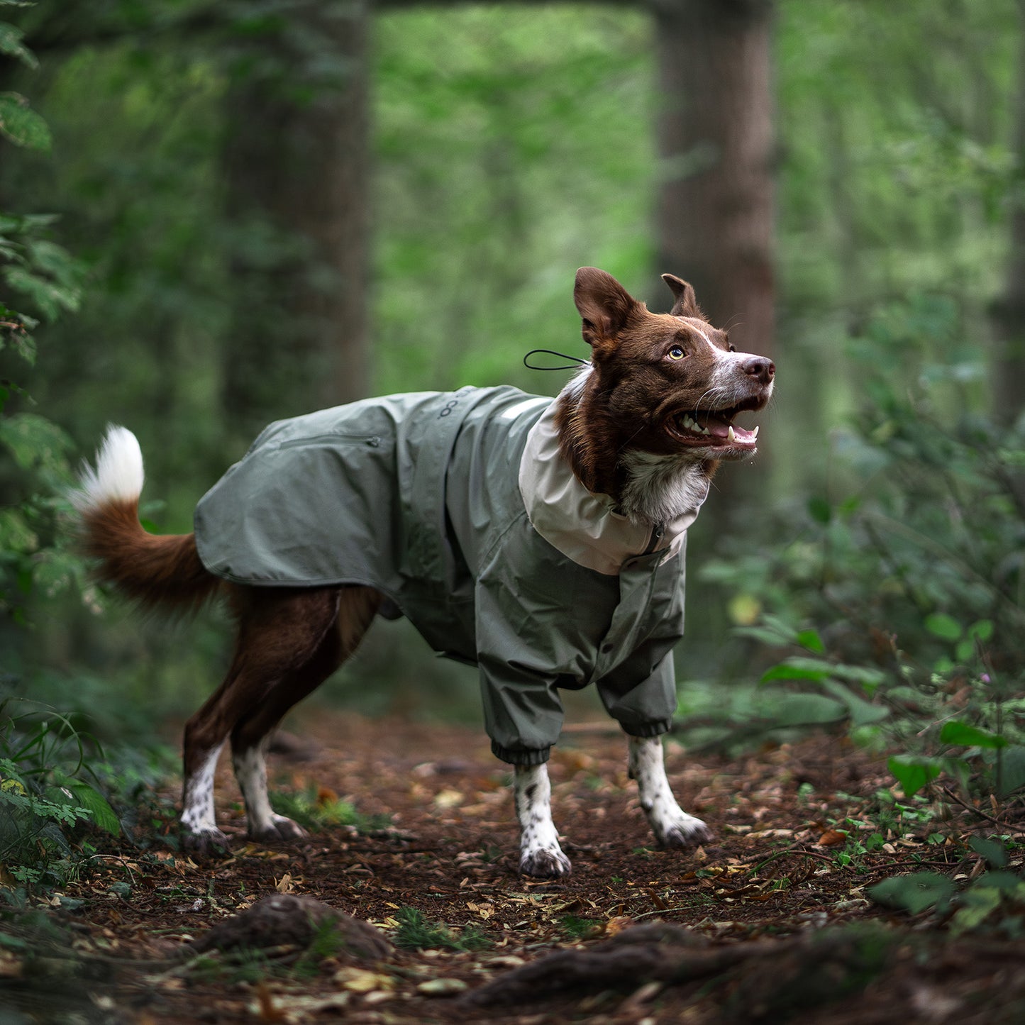 Dog's Midnight Forest Water-Resistant Jacket