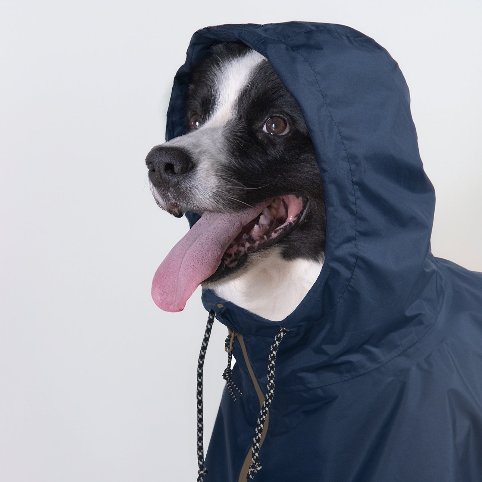 Border Collie wearing the Baja Coastline dog rain poncho with an adjustable hood, providing full rain and wind protection for outdoor exploration.