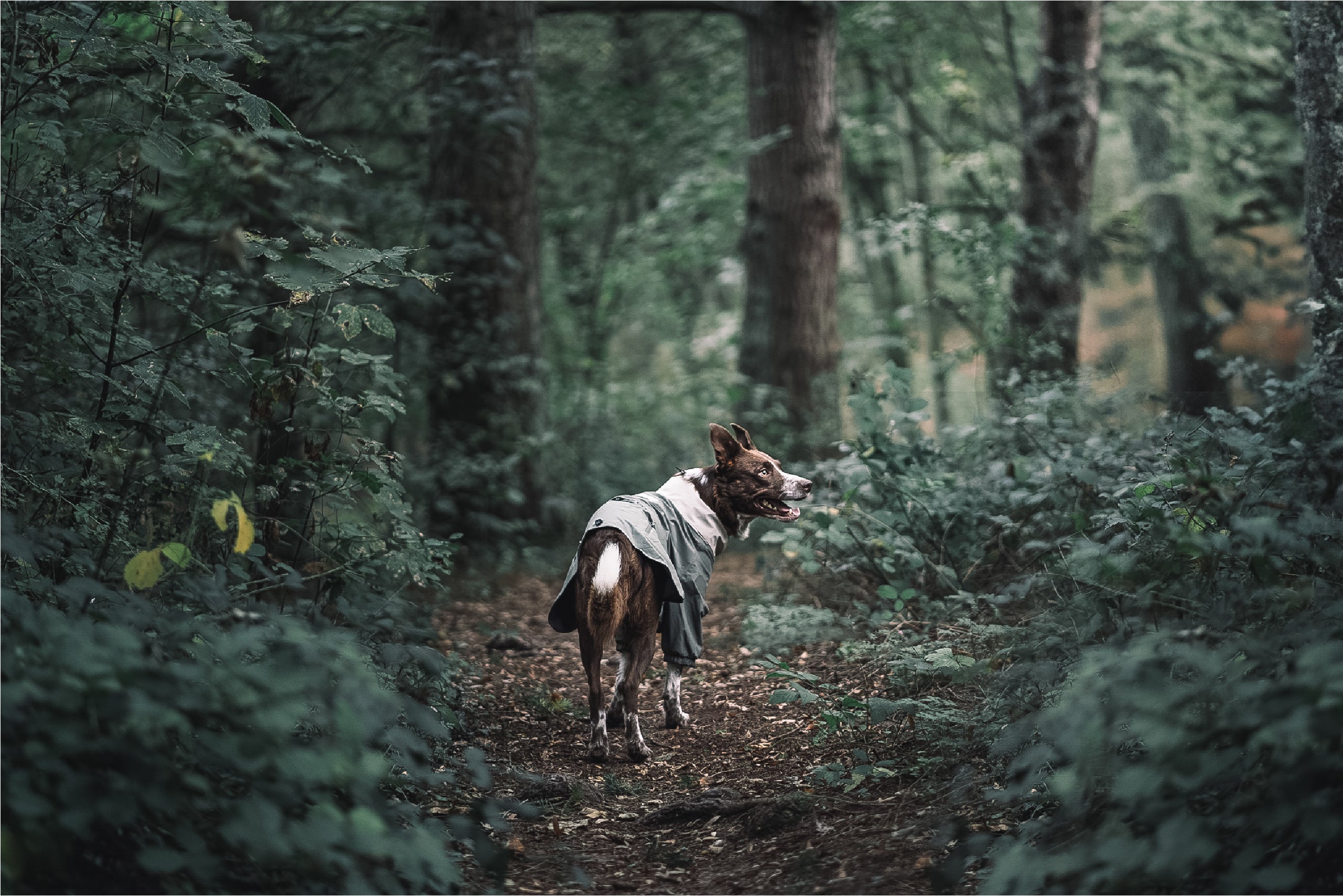 A Border Collie wearing a Midnight Forest waterproof dog raincoat with a two-leg design, exploring the forest. Perfect outdoor adventure gear for dogs.