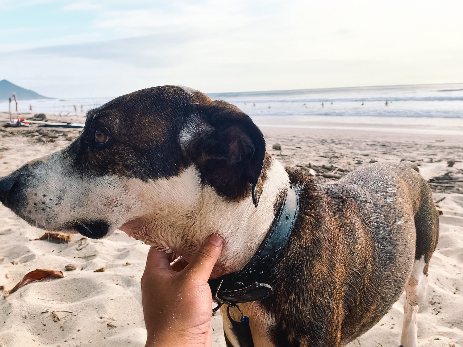  dog enjoying a peaceful moment on the beach while being petted on the neck, capturing the bond between dogs and their owners during outdoor adventures.