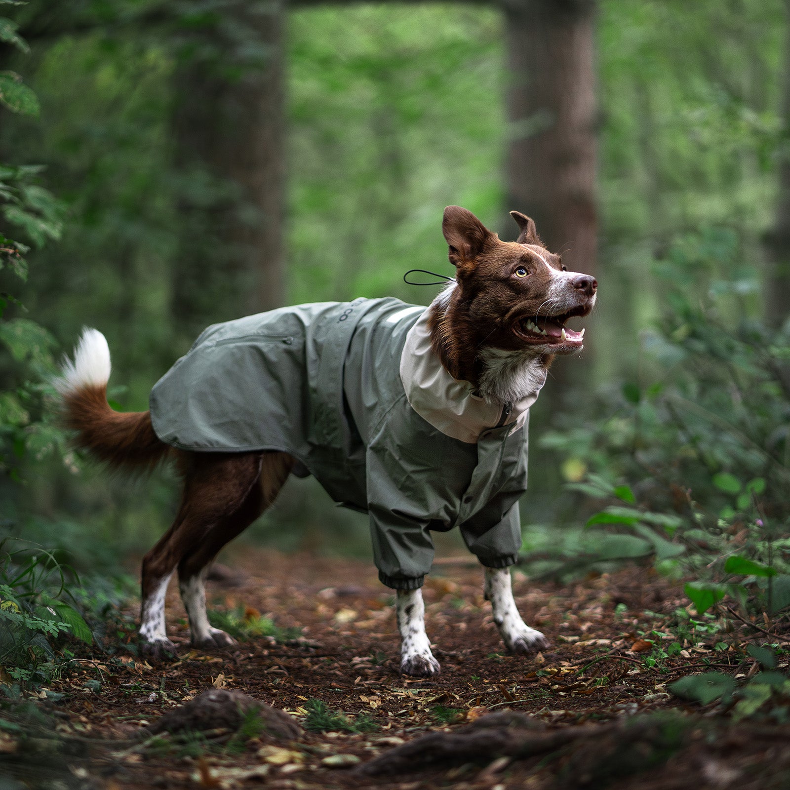 A brown and white adventure dog wearing a full-body waterproof rain jacket while hiking through a lush green forest. The perfect dog raincoat for outdoor exploration and trail protection.