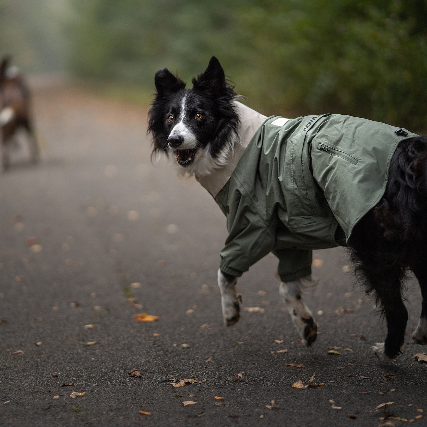 A black and white Border Collie wearing a waterproof dog jacket in green, running on a forest trail. The full-body design with a zippered pocket and elastic cuffs provides protection from rain, wind, and dirt.